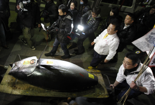 Illustration for article titled The Plan to Save Bluefin Tuna By Using Science to Farm It On Land
